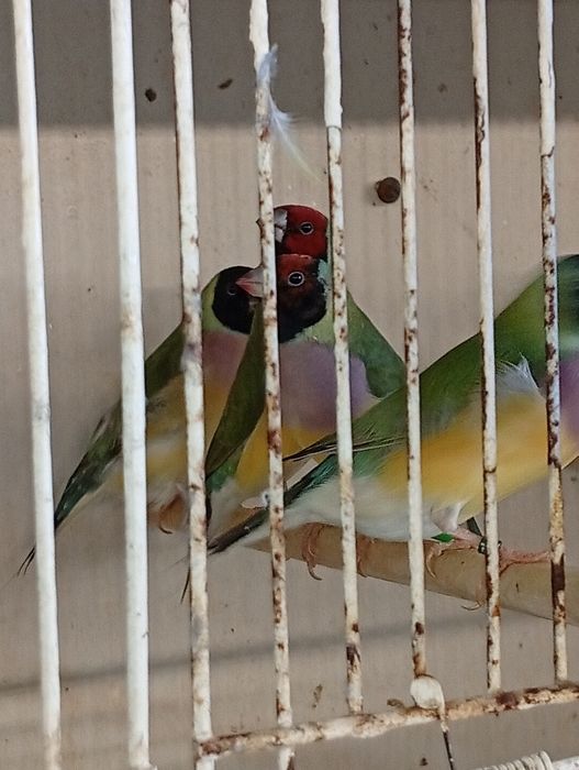 Diamantes de Gould 2026