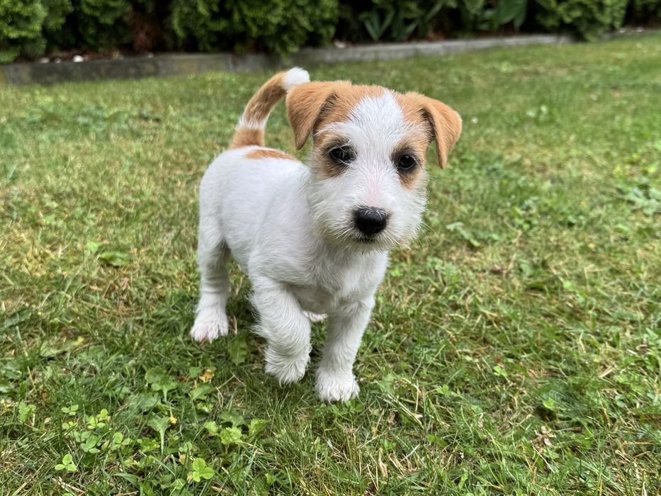 Juck Russell Terrier HODOWLA FCI ZKwP