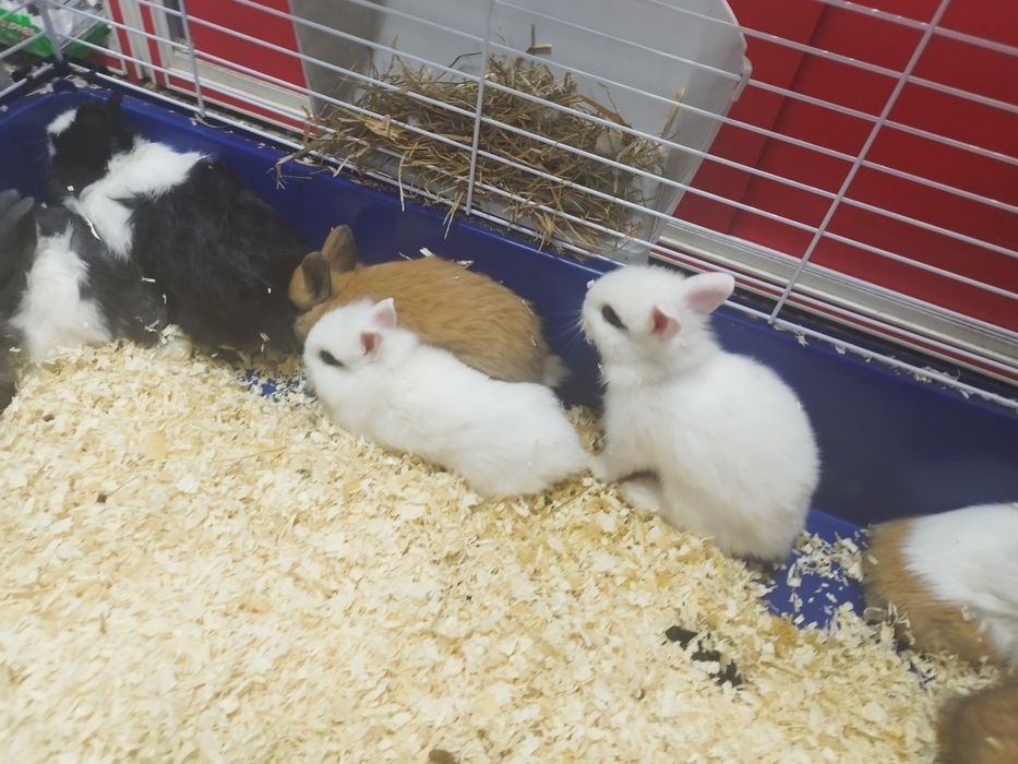 Coelho Anão com 2 meses