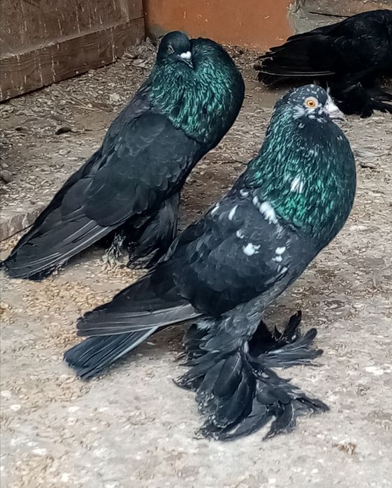 Garlacze garlacz Pomorski para