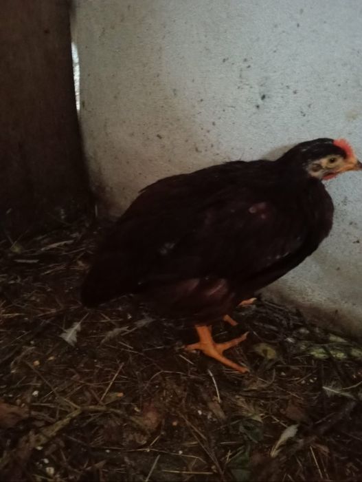 Galos de ovos azuis, verdes e andaluza suranha