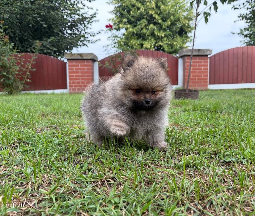 Piesek Szpic miniaturowy Pomeranian FCI- rezerw