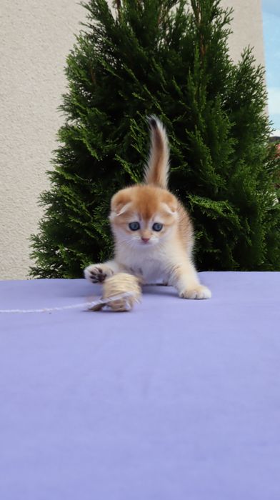 Шикарний хлопчик Scottish fold