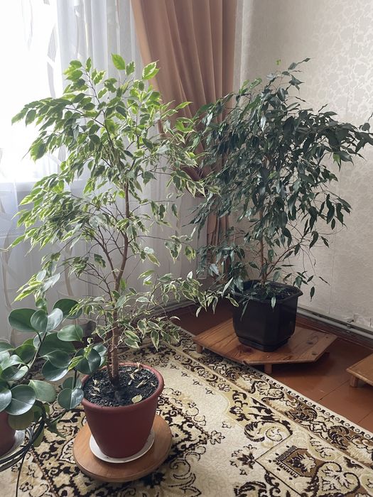 Фікус Бенджаміна