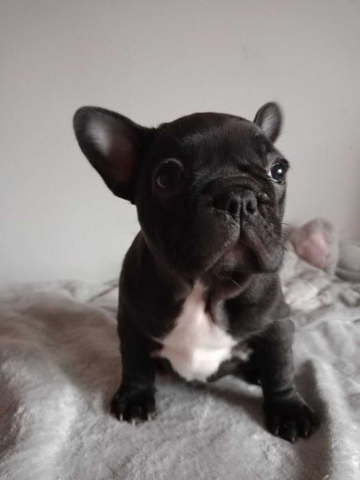 Щенки французского бульдога! Здоровы, узд сердца сделано! Чипированы