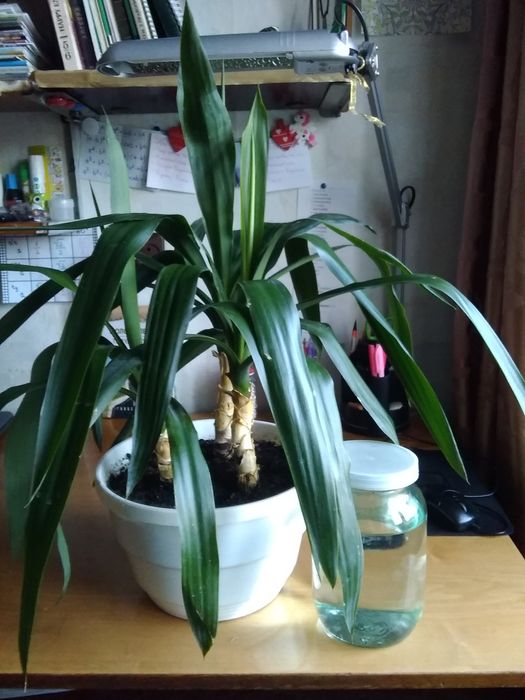 Квітка кімнатна ЮККА 3 самостійних рослини