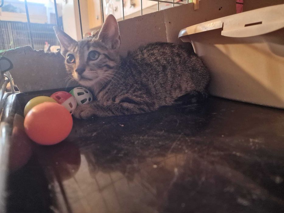 Gato Bebé para adoção consciente