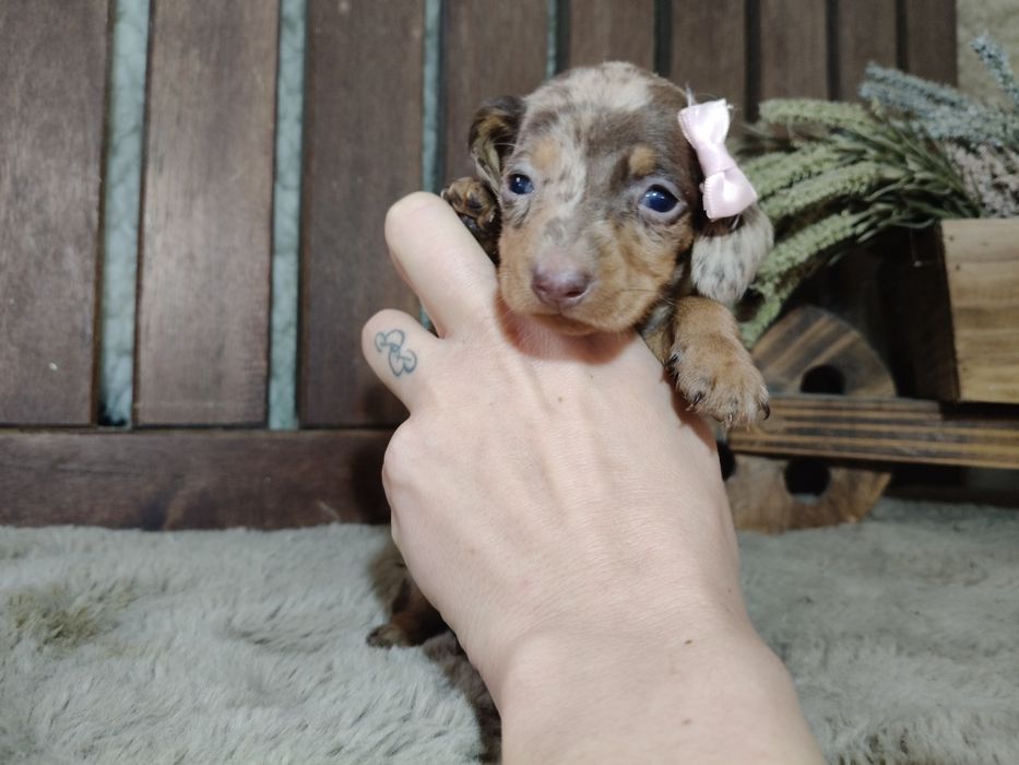 Teckel kaninchen fêmea com lop