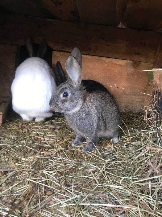 Кролі молодняк: два місяці