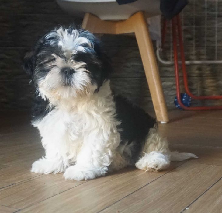 biało-czarny piesek shih tzu