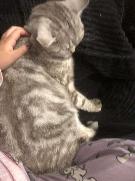 Brytyjczyk do adopcji