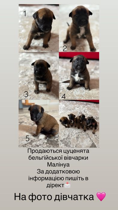 Продаються цуценята  бельгійської вівчарки Малінуа