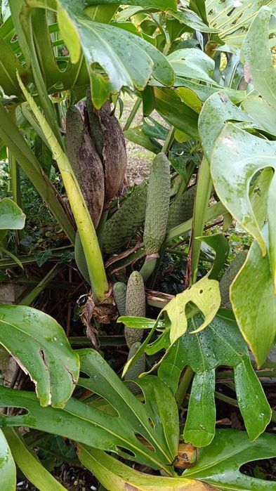Banana-Ananás (fruta da costela de adão/monstera deliciosa)
