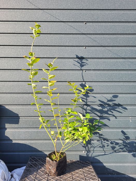 Саджанці лохини голубики 3 річні 2.5л опт