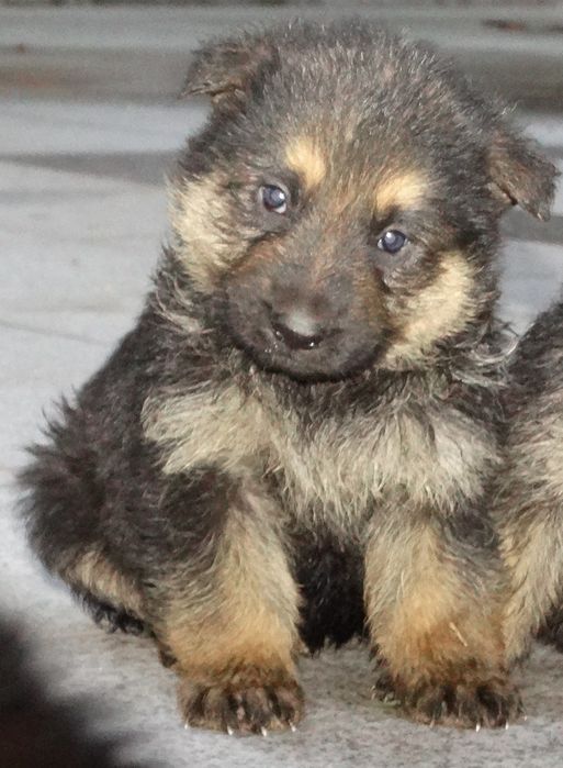 Pastor alemão macho