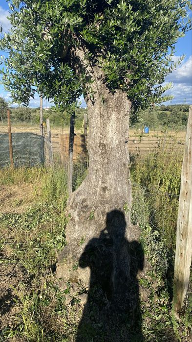 Vende-se oliveiras milenares