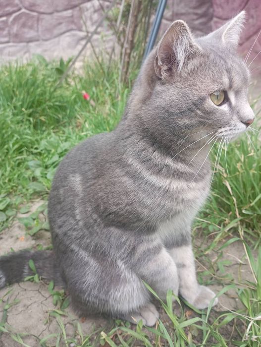 Тигрик хлопчик ,7 місяців