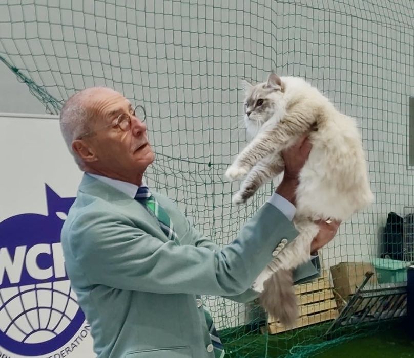 Kocurek Neva Masquarade Kot Syberyjski