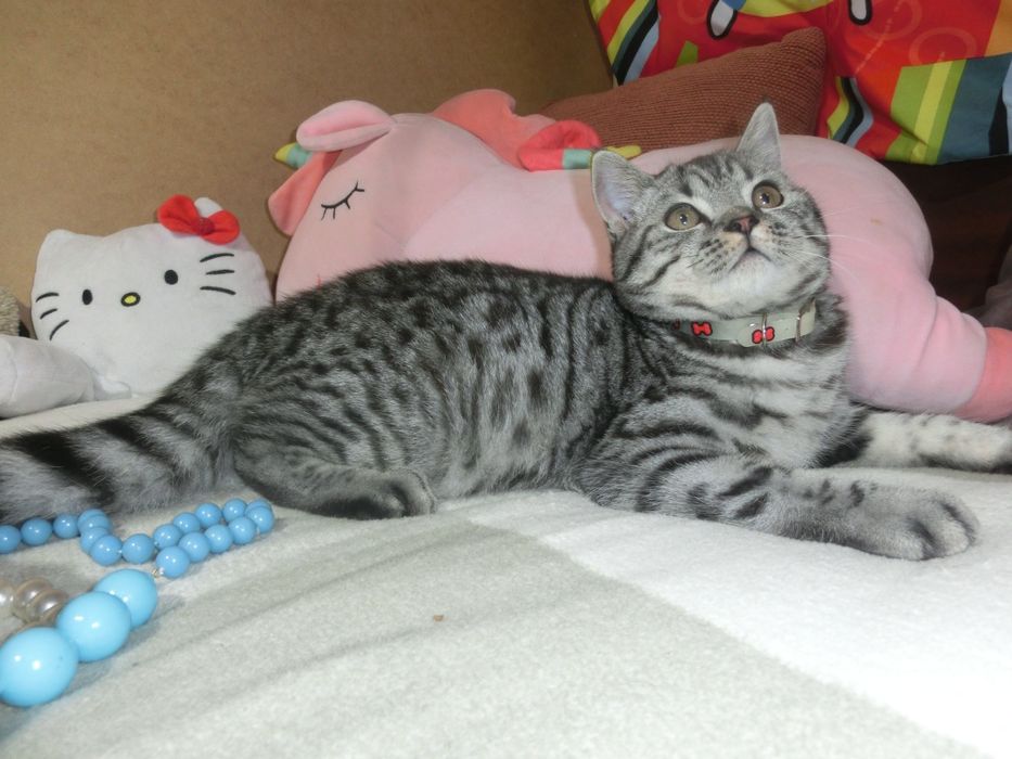 Шотландський віскасний котик