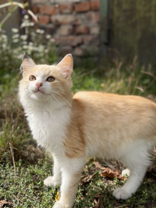 Кошенята шукають люблячих людей та дім!