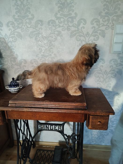 Shih tzu złota suczka z rodowodem