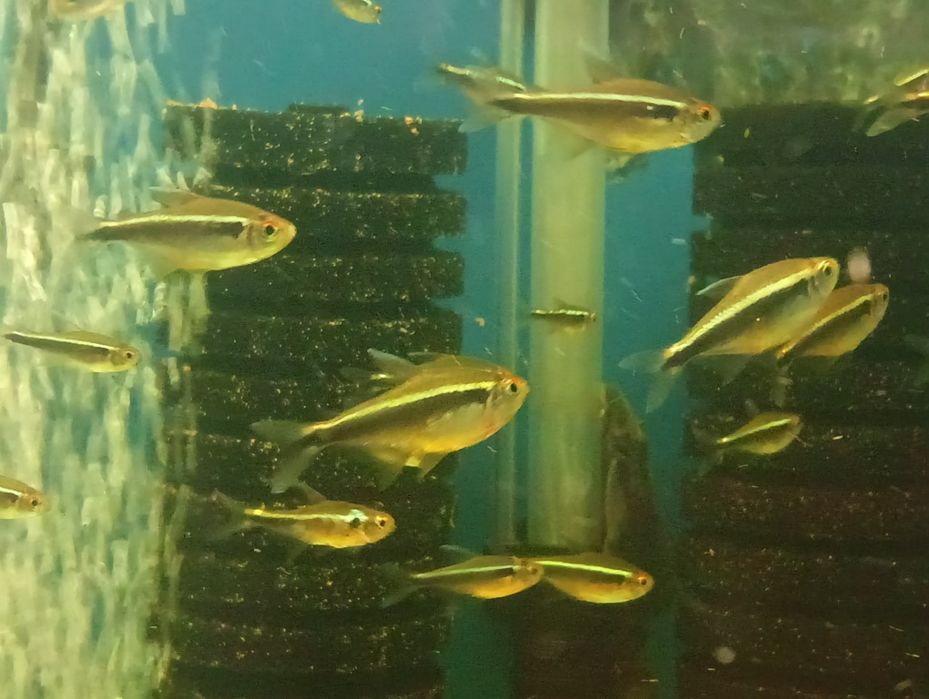 Neon innesa XL, czarny, czerwony, rodostomus, kardynałek itp