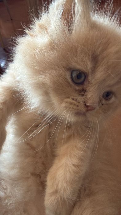 Gato macho para adopção