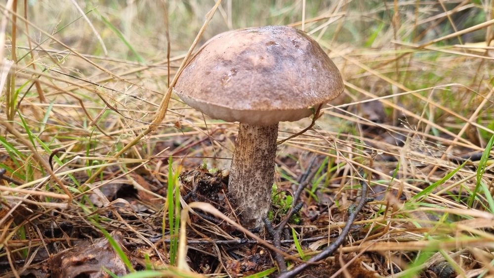 Grzyby suszone mix Podgrzybek, BOROWIK, kozak