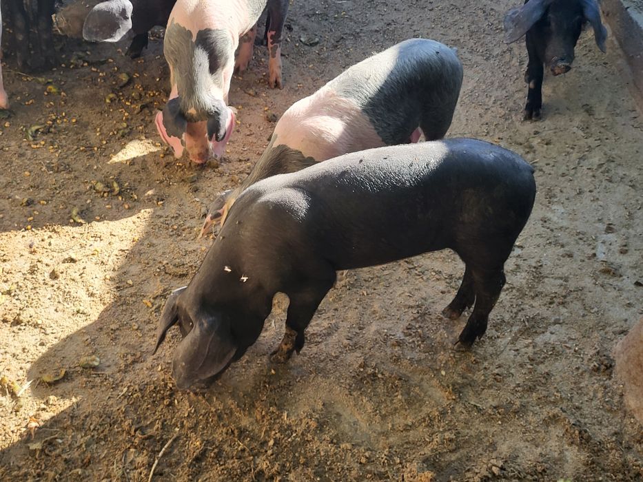 Leitoes Bisaros puros