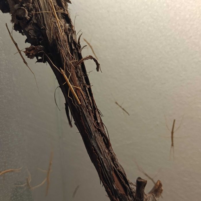 Oddam patyczaki rogowate