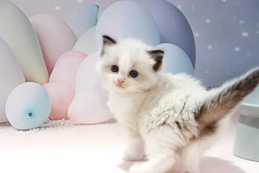 Чарівний блакитноокий котик чарівної породи -Ragdoll