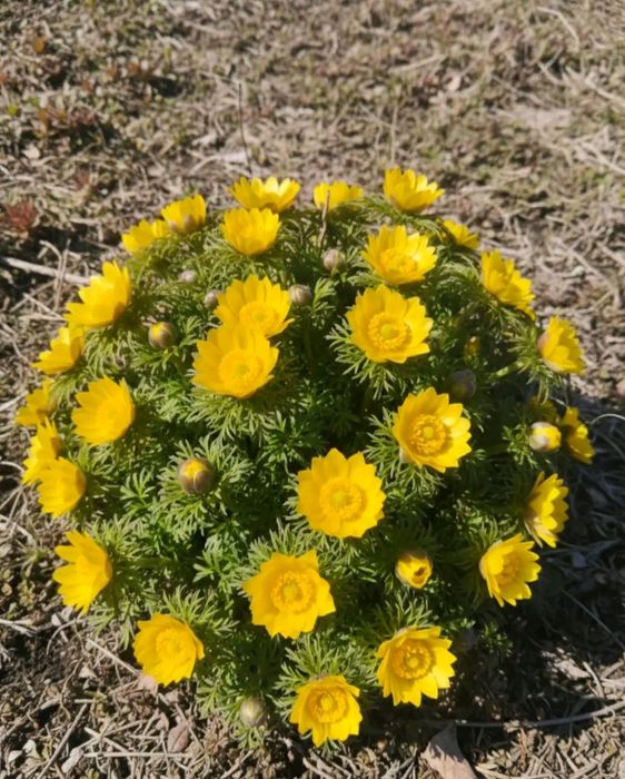 Продам Адоніс та Сапи