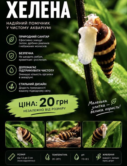 Аквариумные улитки, равлики
