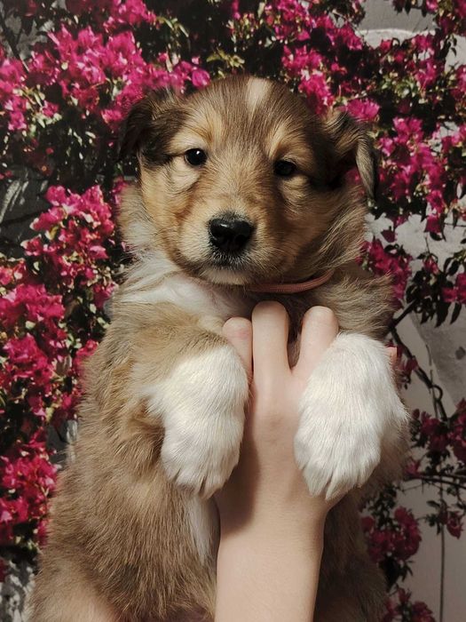 Dostępny śliczny piesek Owczarek Szkocki Długowłosy