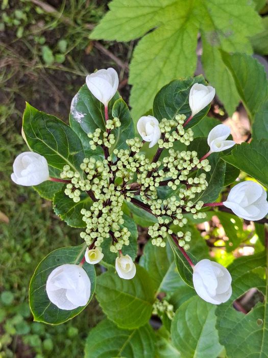 Hortensje unikaty!