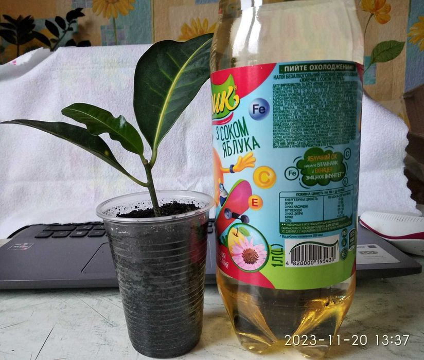 фікус                                                           .