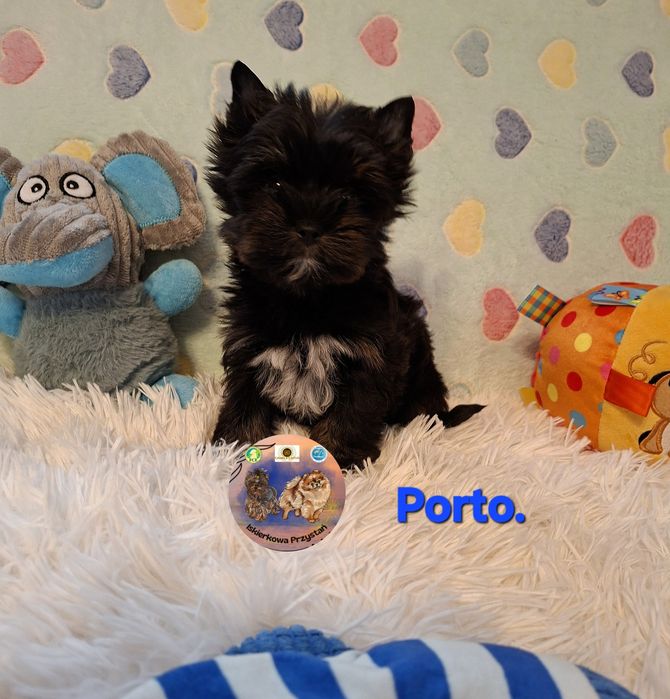 Maleńki  piesek Yorkshire Terrier Black And Tan.