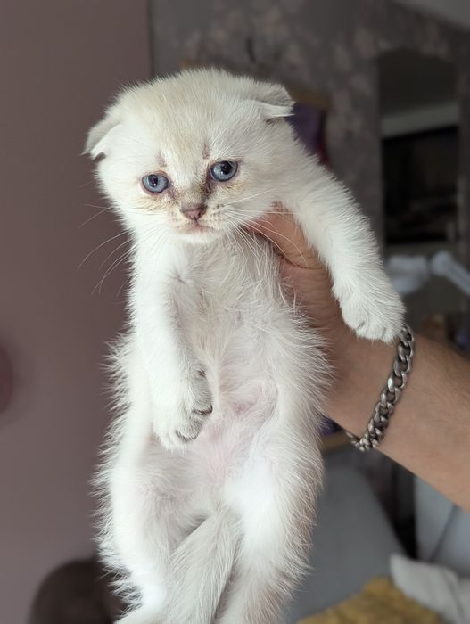 шотландські котята