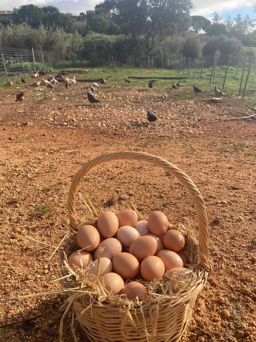 Ovos biológicos e galados ( 5€ a dúzia)