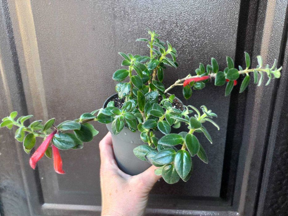 Колумнея Hirta Кімнатні рослини