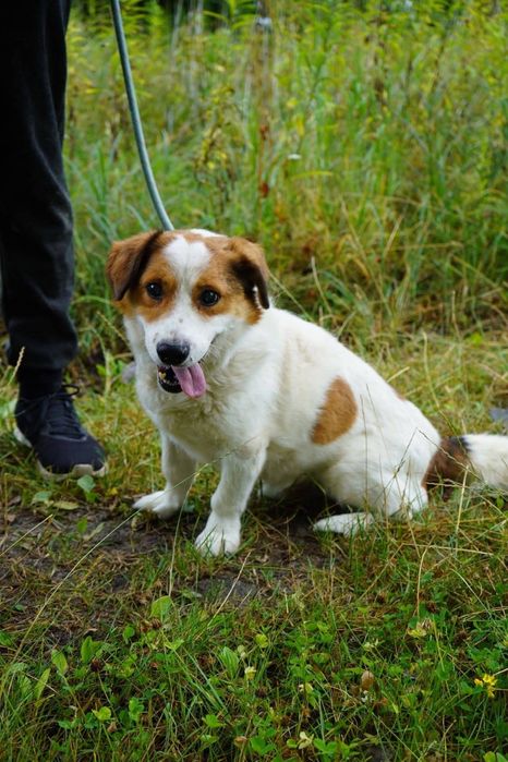 Piesek do pilnej adopcji