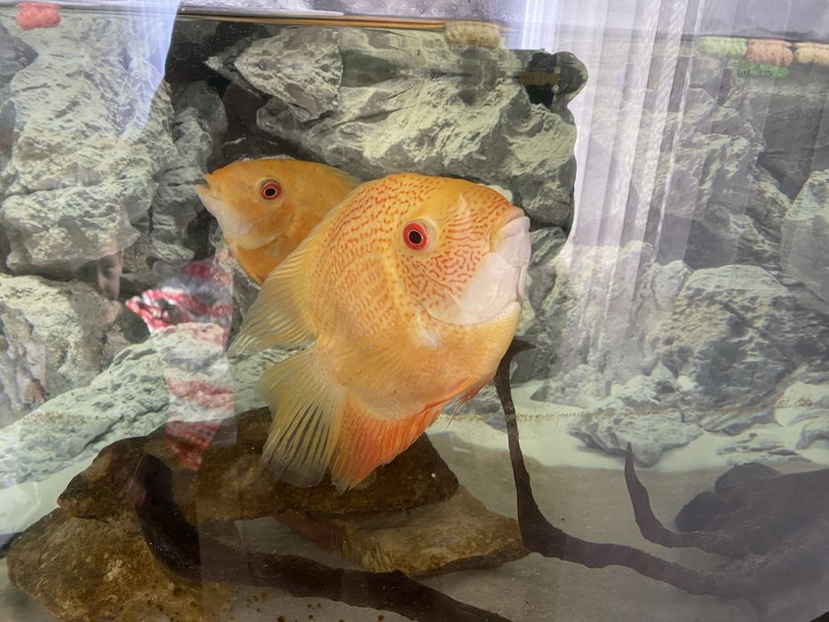 Акваріум 100л з рибками