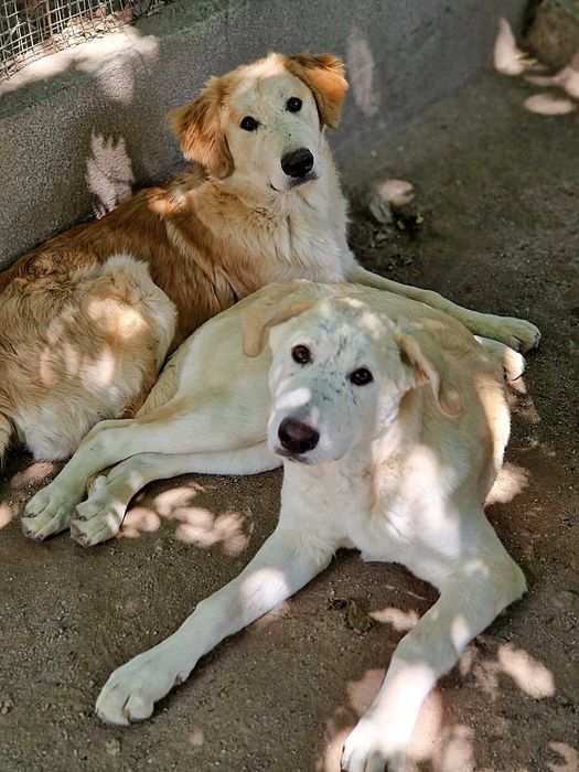THEO & ELLIE - Dois irmãos para Adoção!