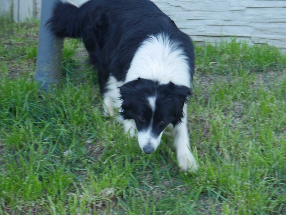 Border Collie Blue Merle Tri Color