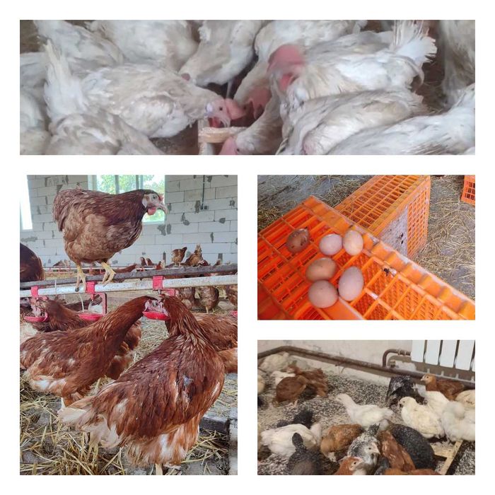 Продам кури несушки! Доставка безкоштовна. Семенівка Полтавська обл!