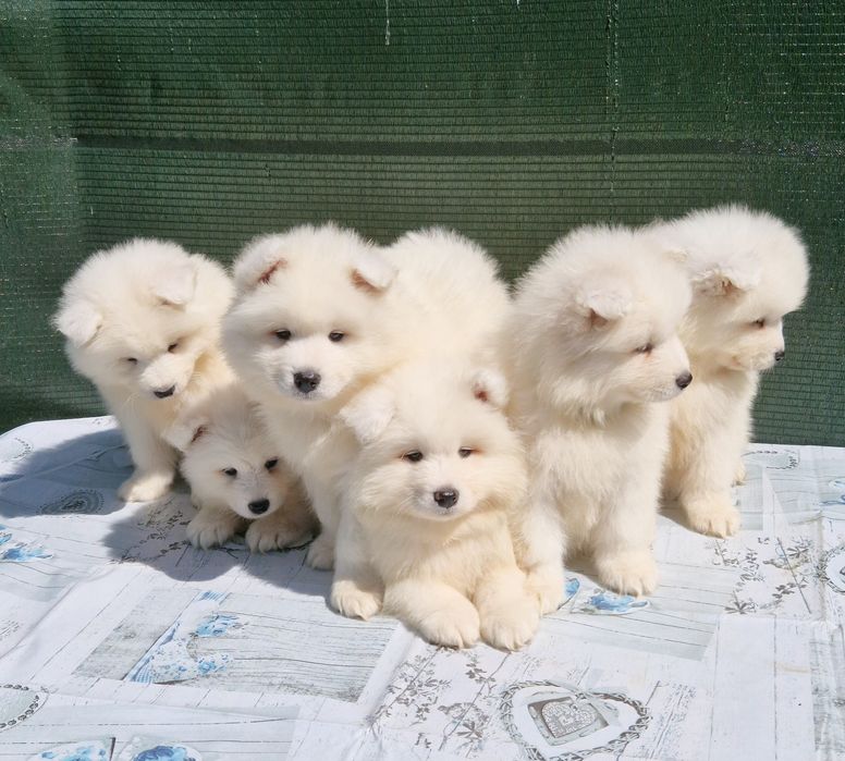 Śliczny  Samojed