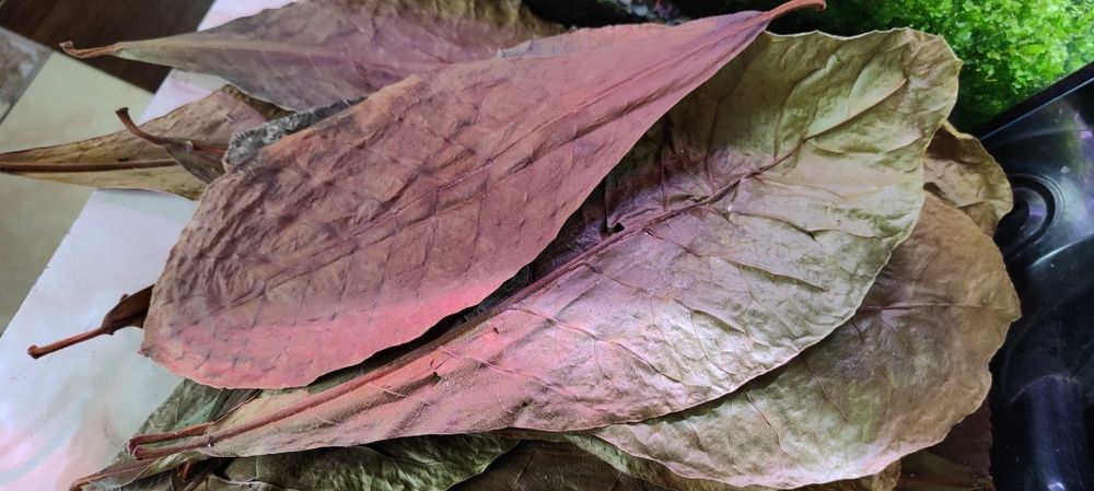 Листки кепатанга індійський мигдаль