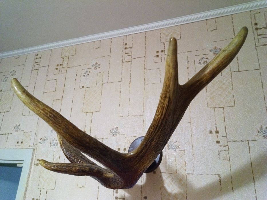 Рог оленя коровы, натуральный