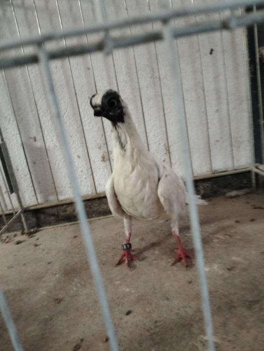 Szek polski samica