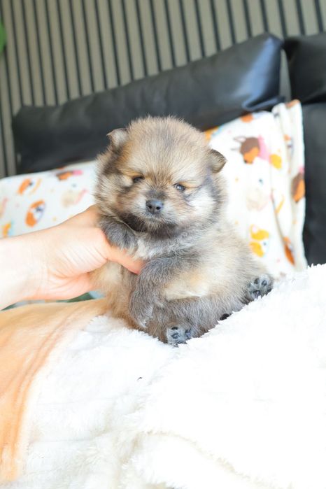 Lulu da Pomerânia.   Mini. Com Lop e Afixo . Black tan. Russo.